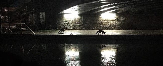 two foxes under a lit up underpass by a river at night